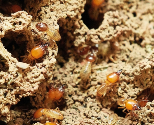 Anti-Termite Control