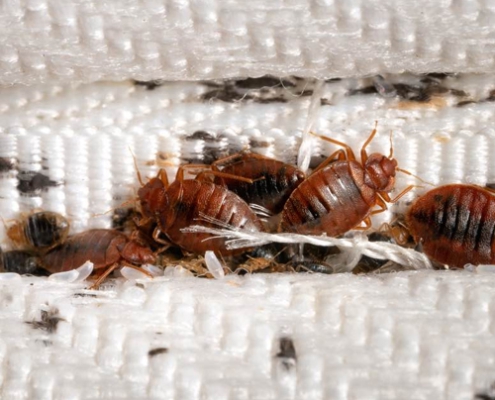 Bed Bug Control