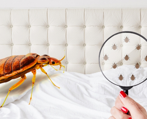 Bed Bug Control