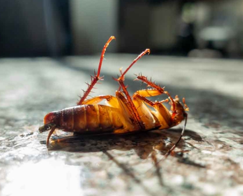 Cockroach Control