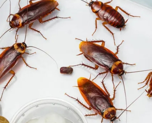 Cockroach Pest Control