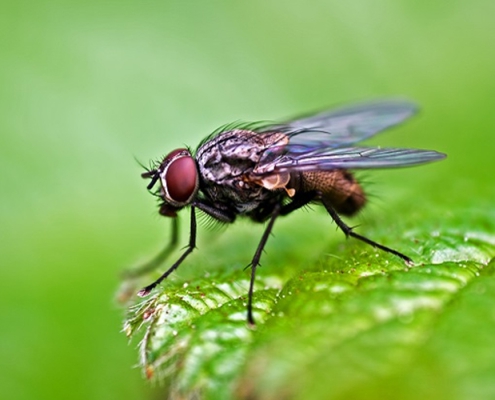 Fly Control