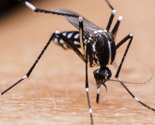Mosquito Control
