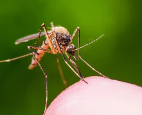 Mosquito Control