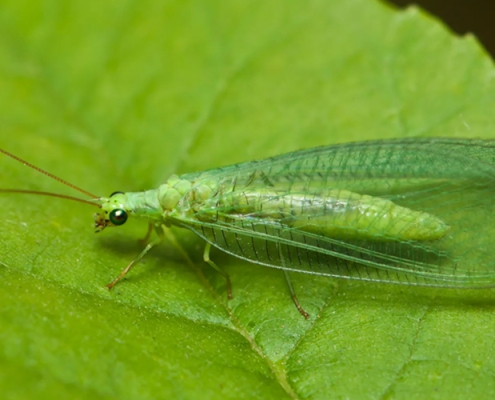 Other Insect Control