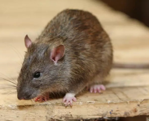Rodent Control Treatment