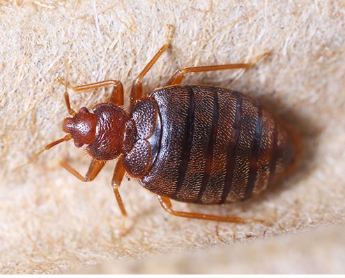 bed bugs