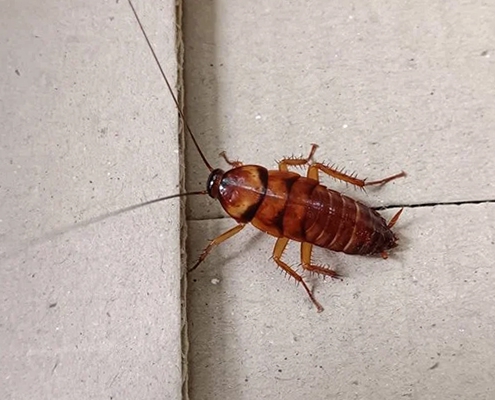 cockroach