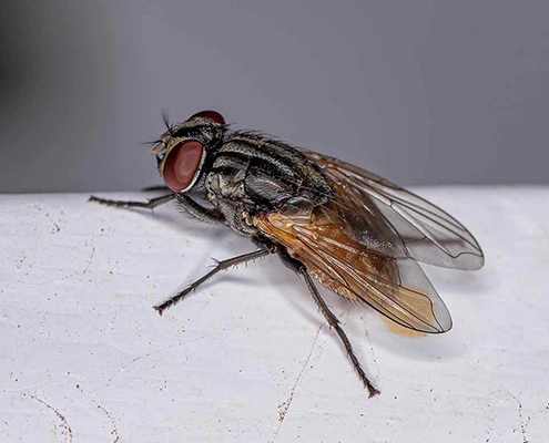 flies
