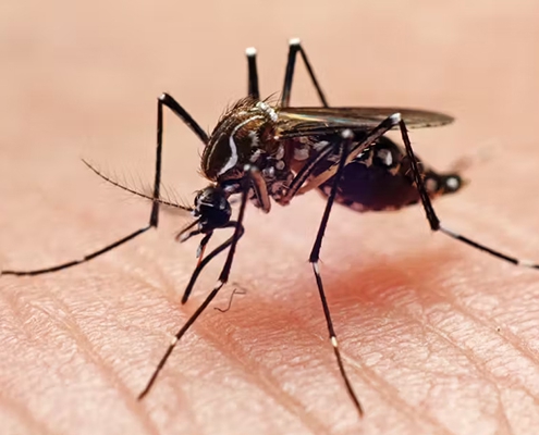 mosquito