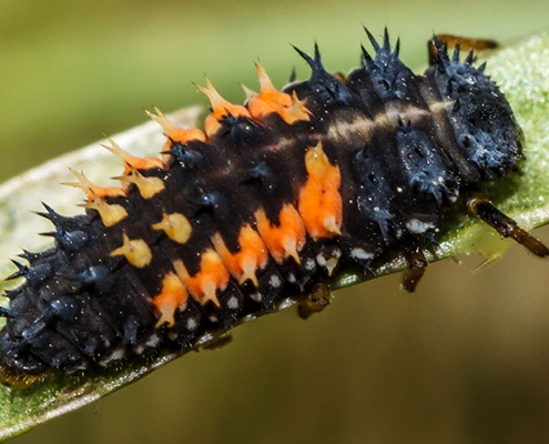 other insects