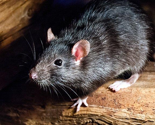 rodent